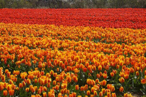 Blootstelling aan pesticiden meetbaar via rioolwater