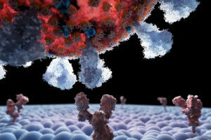 Britse coronavariant besmettelijker dankzij sterke binding