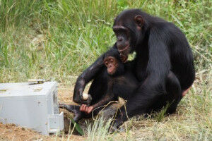 Chimpanzees are able to learn from their conspecifics what they cannot innovate themselves