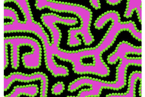 Schematische weergave van een bijel. Olie (magenta), water (zwart) en nanodeeltj