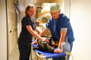 Een gezonde toekomst voor de Dobermann