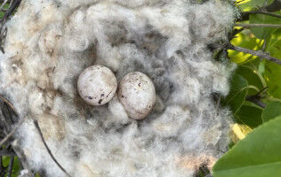 Nest-building birds help disperse cotton