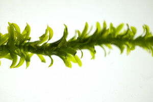 Nico Schramma wint posterprijs Physics@Veldhoven