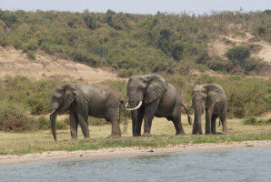 Sluitstuk | Met wiskunde waken over Afrikaanse dieren