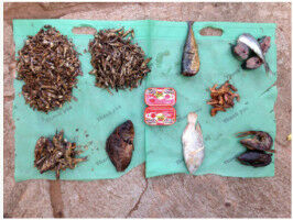 Waarom we kleine vis nodig hebben